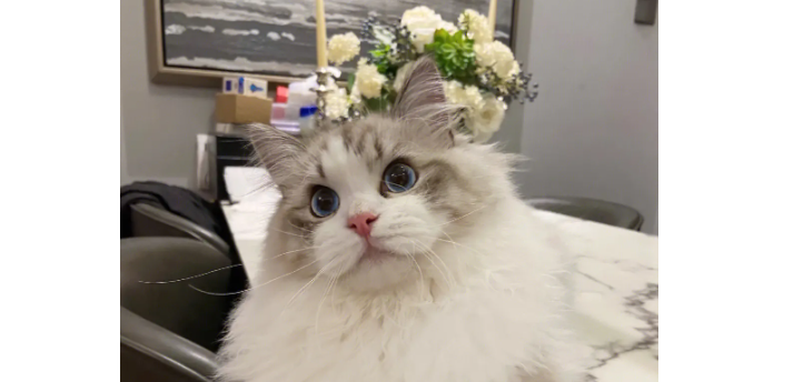 猫上火了怎么办?猫上火了怎么办最简单方法? 猫上火了怎么办?猫上火了怎么办最简单方法?