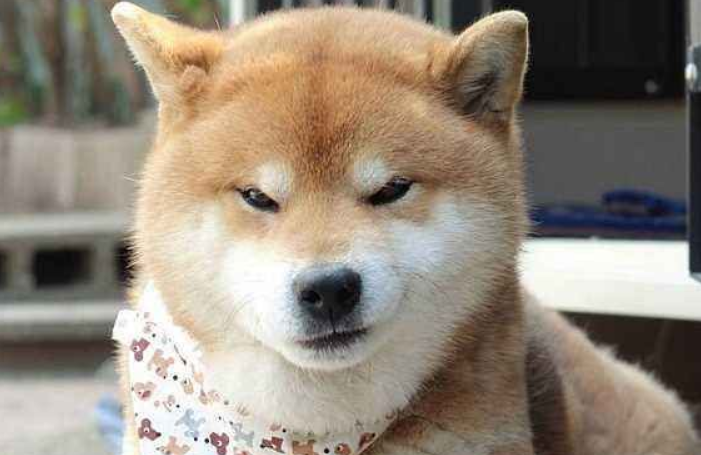 柴犬可以吃鸡肝吗?柴犬吃鸡肝没想到坏处这么多! 柴犬可以吃鸡肝吗?柴犬吃鸡肝没想到坏处这么多!