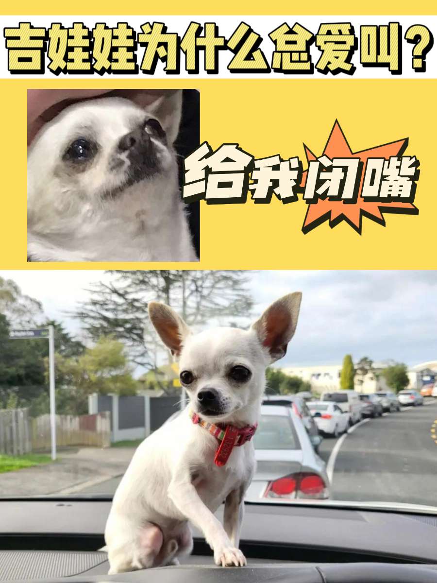 吉娃娃总是爱吠叫？原因找到了！