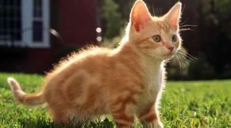 猫舔毛吃到肚子里面怎么办? 猫舔毛吃到肚子里面怎么办?