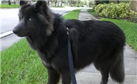 蓝湾牧羊犬幼犬
