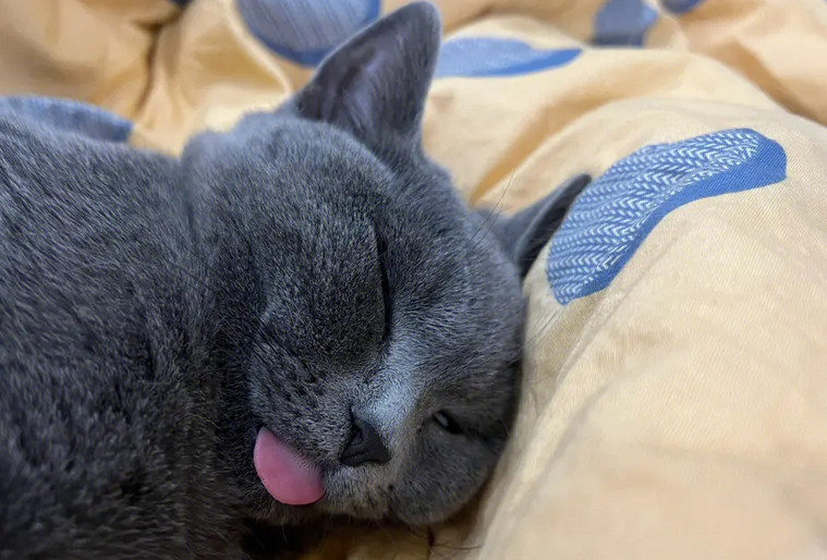 金渐层和蓝猫配出来金 金渐层和蓝猫配出来金