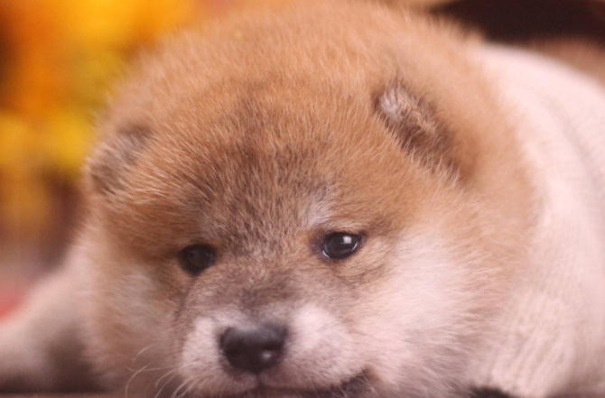柴犬幼犬冬天怕冷吗?柴犬幼犬怕冷的表现 柴犬幼犬冬天怕冷吗?柴犬幼犬怕冷的表现