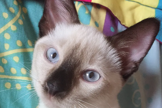 暹罗猫叫声含义?暹罗猫一般怎么叫