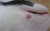 猫咪真菌感染怎么办？怎么解决？