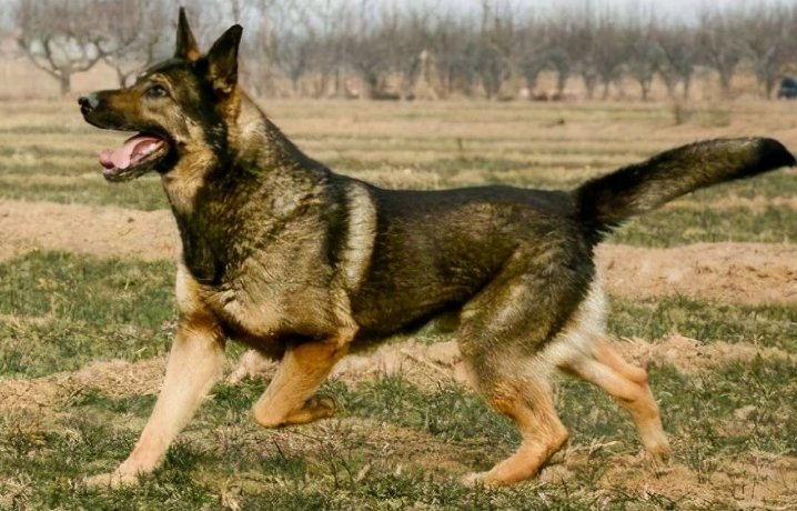 正宗昆明犬哪里有卖的