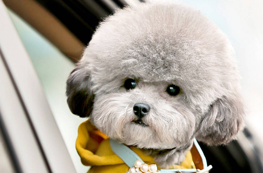 泰迪幼犬大小便训练