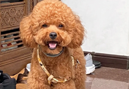 泰迪犬吃什么食物最好