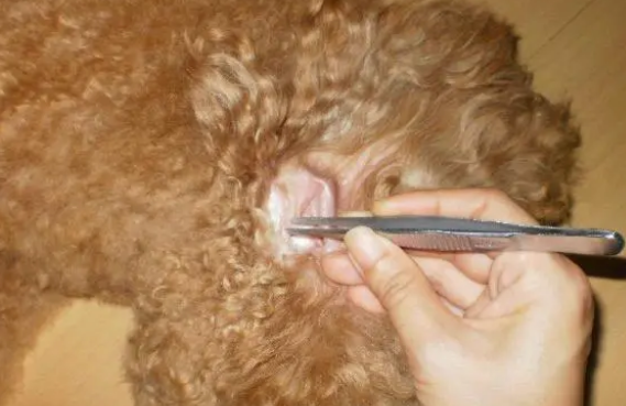 用棉签给狗狗清洁耳朵是错误的，正确的方法是这样！