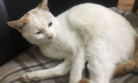 猫咪没有食欲怎么办?怎么解决? 猫咪没有食欲怎么办?怎么解决?