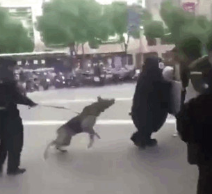 网红熊本熊在广场被警犬追咬,警察:稍息立正,你是警犬不是泼妇 网红熊本熊在广场被警犬追咬,警察:稍息立正,你是警犬不是泼妇