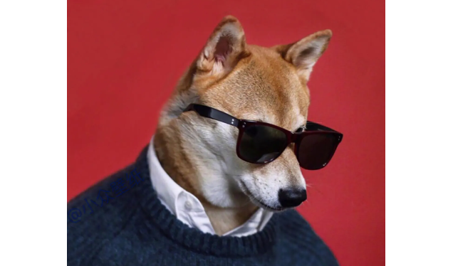 柴犬耳朵有豁口？柴犬耳朵有豁口正常吗？