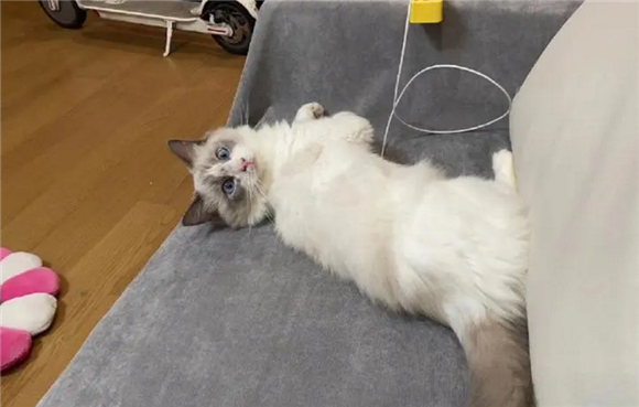 正规猫舍官网布偶猫 正规猫舍官网布偶猫