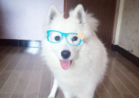 白色狗狗毛色发黄怎么办?白色狗毛发黄什么原因? 白色狗狗毛色发黄怎么办?白色狗毛发黄什么原因?