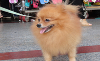 博美犬狗狗训练