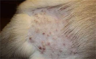 狗狗常见的皮肤病的处理方法有哪些？来看看吧