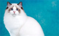 布偶猫不满背失格吗 布偶猫失格标准是什么