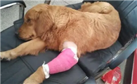 狗狗髋关节疼痛怎么办？
