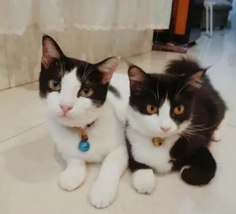 奶牛猫真的很稀有吗 奶牛猫真的很稀有吗