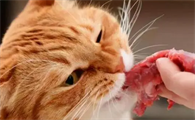 猫吃猪肉好不好啊