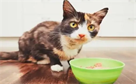 猫咪为什么几天不吃饭了