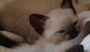 暹罗猫颜色分类,暹罗猫的十大分类? 暹罗猫颜色分类,暹罗猫的十大分类?