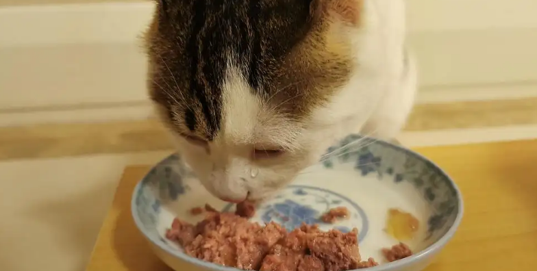 慕乐猫罐头怎么样