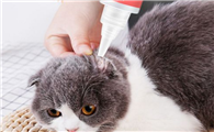 猫咪洗耳液可以用什么代替