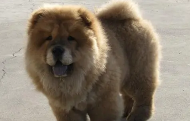松狮犬的训练方法和技巧?松狮犬好养吗? 松狮犬的训练方法和技巧?松狮犬好养吗?