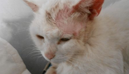 猫癣传染人了怎么办？怎么解决？