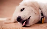 为什么狗狗会突然哮喘咳嗽呢