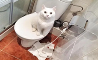 猫咪对着厕所叫是为什么