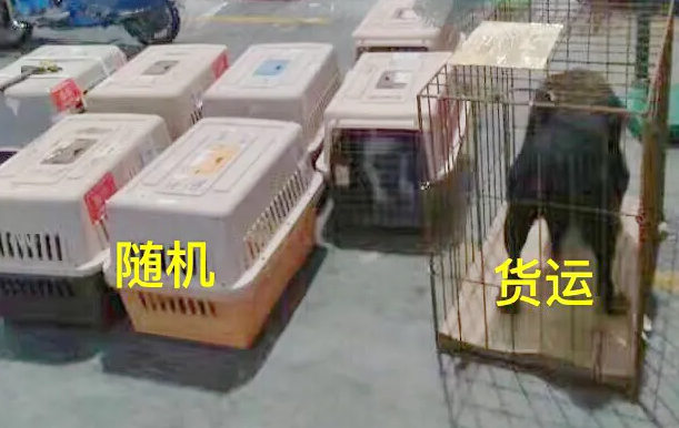 飞机上怎么托运宠物