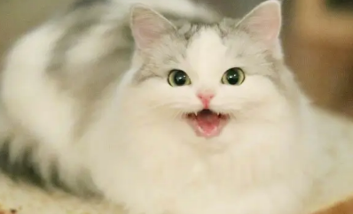 布偶猫满背什么意思 满背的布偶猫好吗 布偶猫满背什么意思 满背的布偶猫好吗