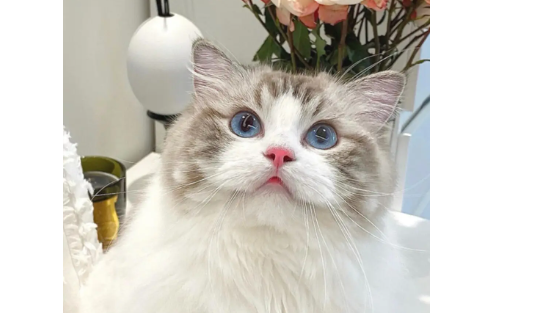 四个月布偶猫突然没精神,不怎么吃东西怎么办呢 四个月布偶猫突然没精神,不怎么吃东西怎么办呢