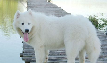 萨摩耶犬聪明吗?能够听懂人的话? 萨摩耶犬聪明吗?能够听懂人的话?