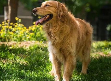 金毛寻回犬掉毛程度是什么原因 金毛寻回犬掉毛程度是什么原因