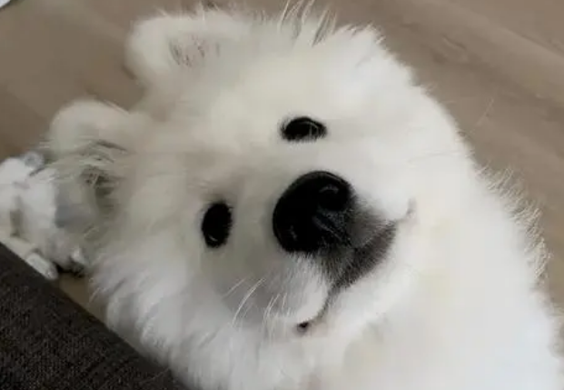 打了萨摩耶会不会记仇啊