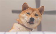 柴犬幼犬多大可以洗澡？柴犬幼犬洗澡要注意以下几点？
