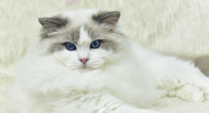 布偶猫尾巴油怎么办?布偶猫尾巴油原来是这么回事! 布偶猫尾巴油怎么办?布偶猫尾巴油原来是这么回事!
