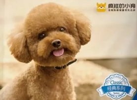 疯狂的小狗和好主人狗粮哪个好 疯狂的小狗和好主人狗粮哪个好