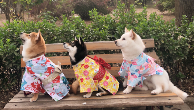 可以给柴犬喝羊奶吗?柴犬和羊奶的好处? 可以给柴犬喝羊奶吗?柴犬和羊奶的好处?