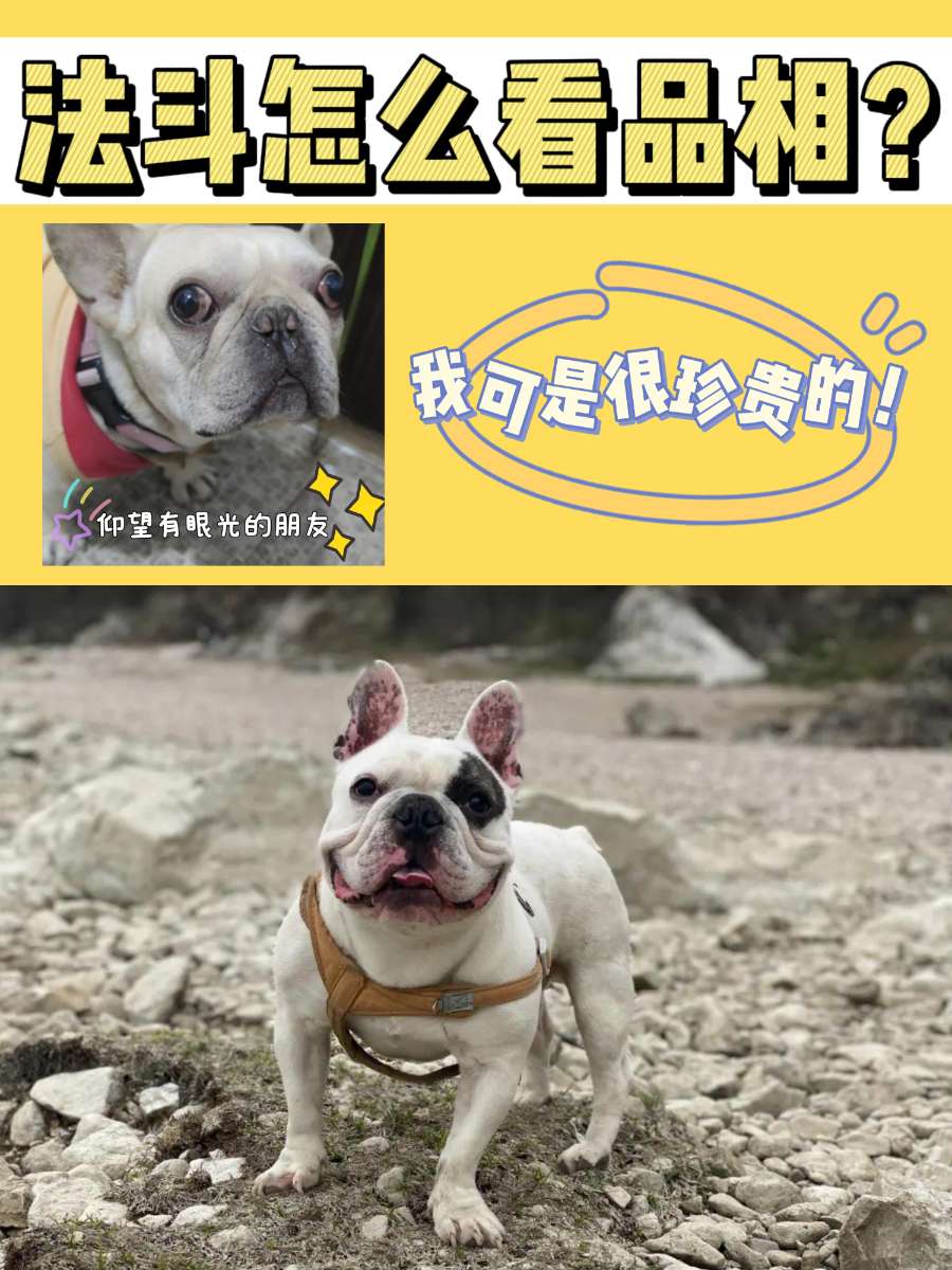 干货丨教你挑选一只品相好的法国斗牛犬！
