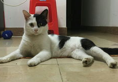 惹猫咪生气了怎么办？来看看吧