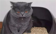 为什么有些猫不用猫砂?怎么训练猫用猫砂?