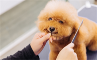 onlypet宠物美容好吗