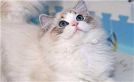 布偶猫多大定型？布偶猫成型了居然这么大！