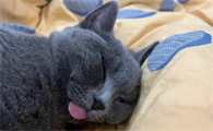 金渐层和蓝猫配出来金