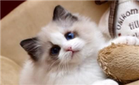 矮脚猫和布偶猫，矮脚猫和布偶猫哪个贵？