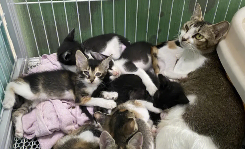 深圳猫网领养中心怎么样